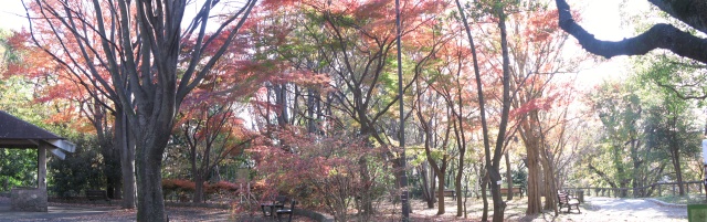 カエデの林Ｐzp640.jpg